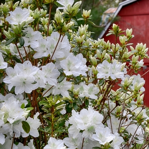 Azalea Glacier